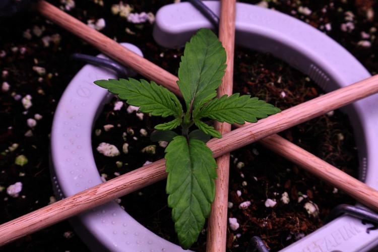 Green Goblin. Week 2