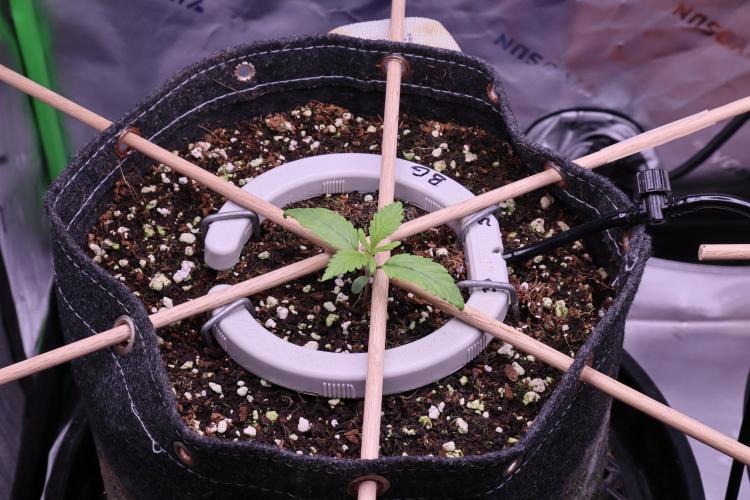 Green Goblin. Week 2