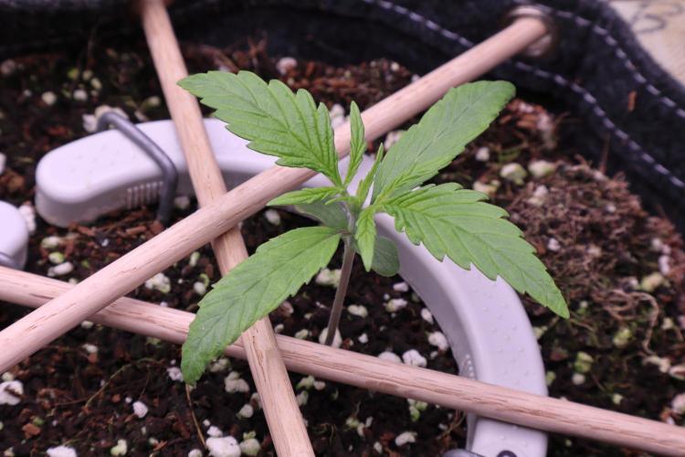 Hindu Kush Zamnesia. Week 2
