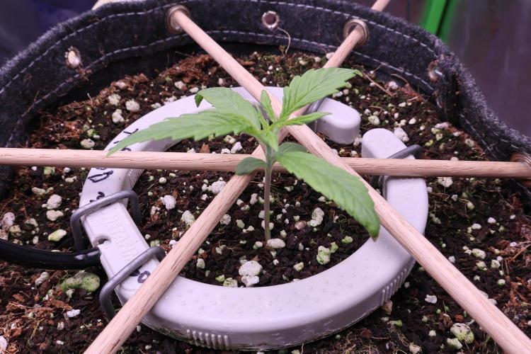 Hindu Kush Zamnesia. Week 2