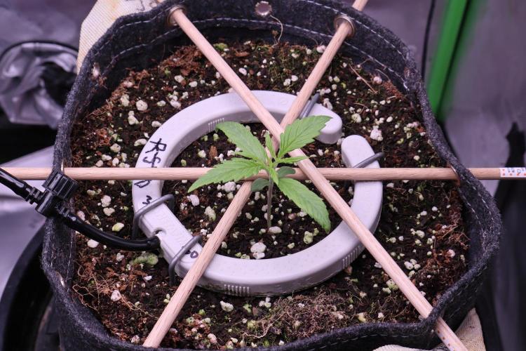 Hindu Kush Zamnesia. Week 2
