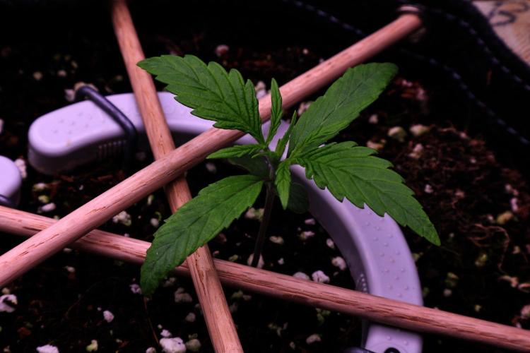 Hindu Kush Zamnesia. Week 2