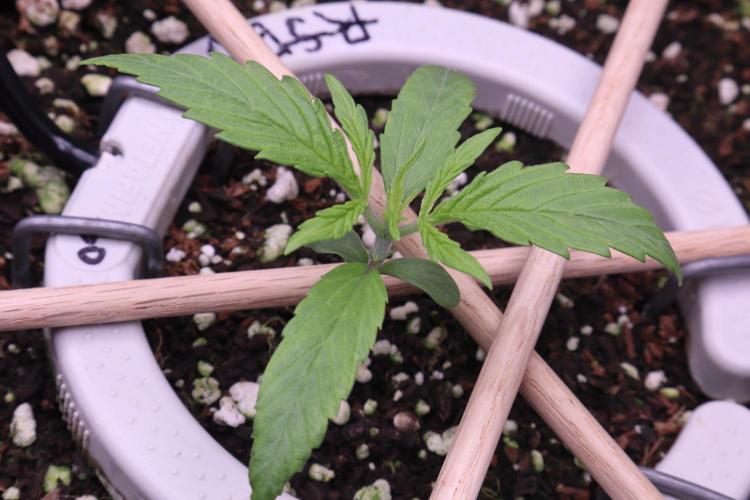 Hindu Kush Zamnesia. Week 2