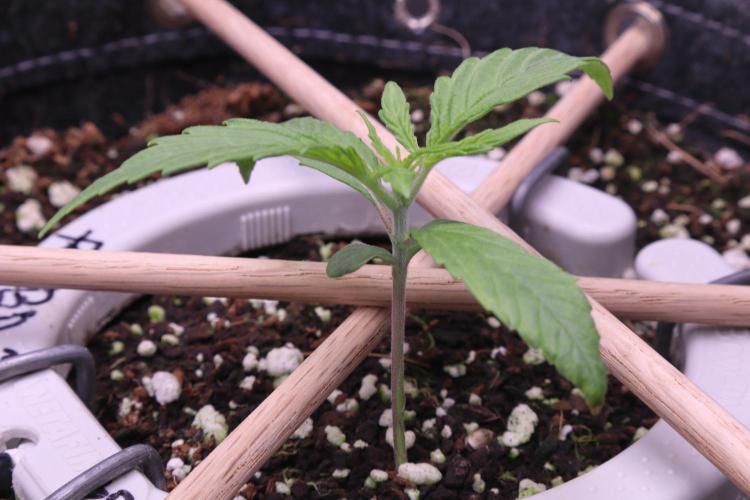 Hindu Kush Zamnesia. Week 2