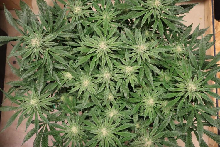 Zamnesia Black Diamond Auto. Week 15