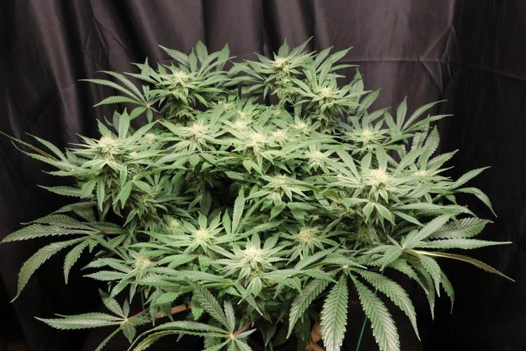 Zamnesia Black Diamond Auto. Week 15