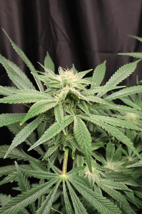 Zamnesia Black Diamond Auto. Week 15