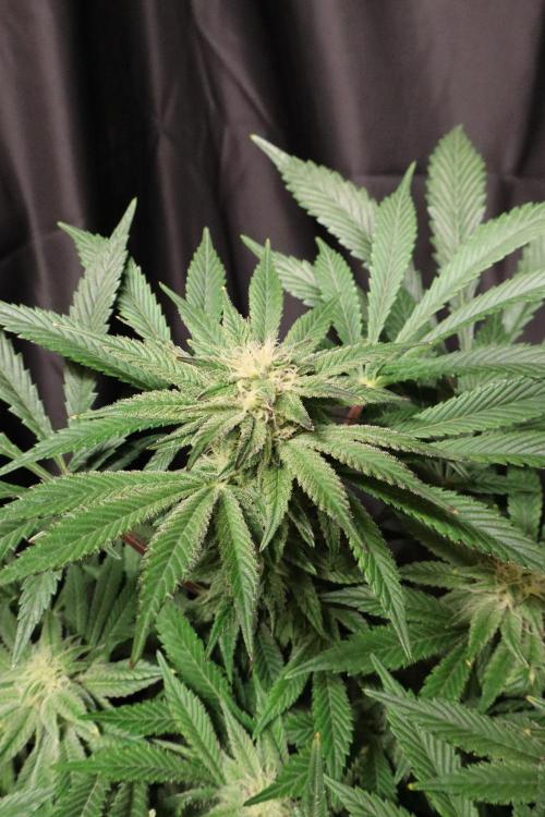 Zamnesia Black Diamond Auto. Week 15
