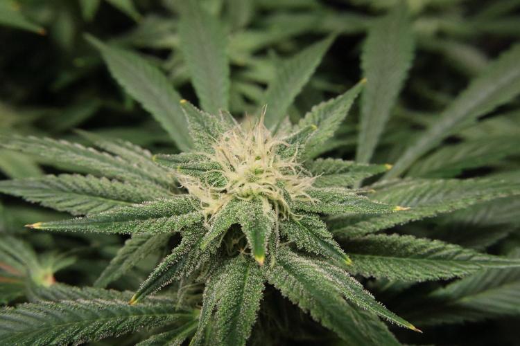 Zamnesia Black Diamond Auto. Week 15