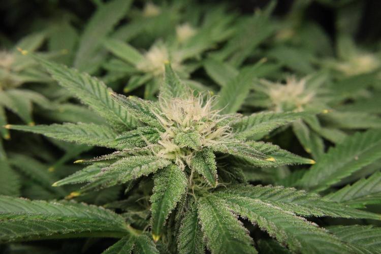 Zamnesia Black Diamond Auto. Week 15