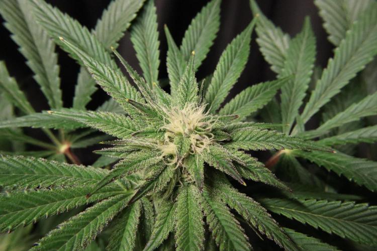 Zamnesia Black Diamond Auto. Week 15