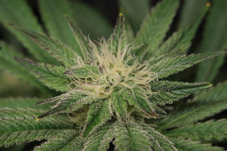 Zamnesia Black Diamond Auto. Week 15