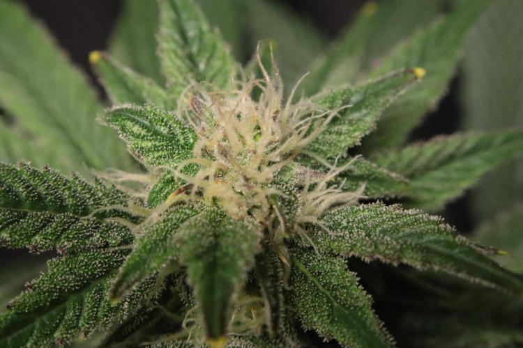 Zamnesia Black Diamond Auto. Week 15
