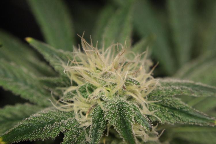 Zamnesia Black Diamond Auto. Week 15
