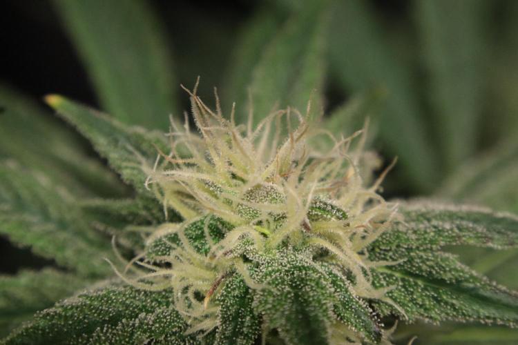 Black Diamond Automatic. Week 15