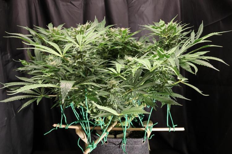Zamnesia Black Diamond Auto. Week 16