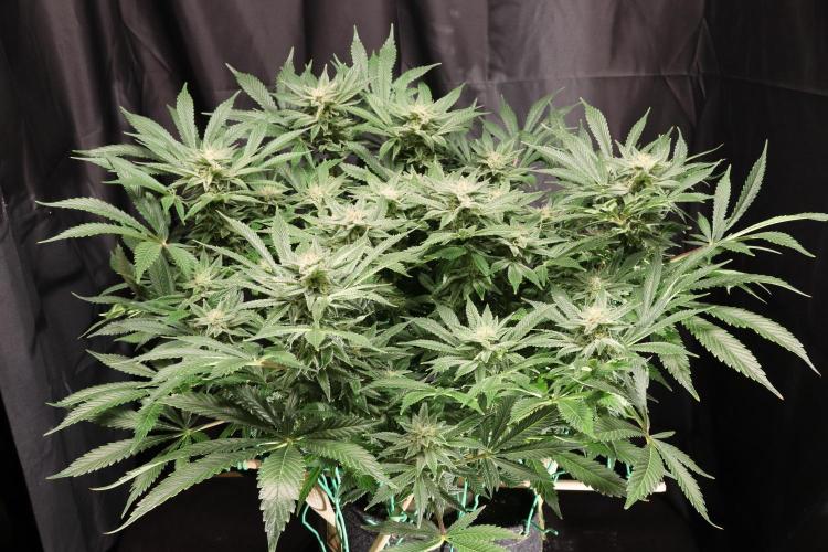 Zamnesia Black Diamond Auto. Week 16