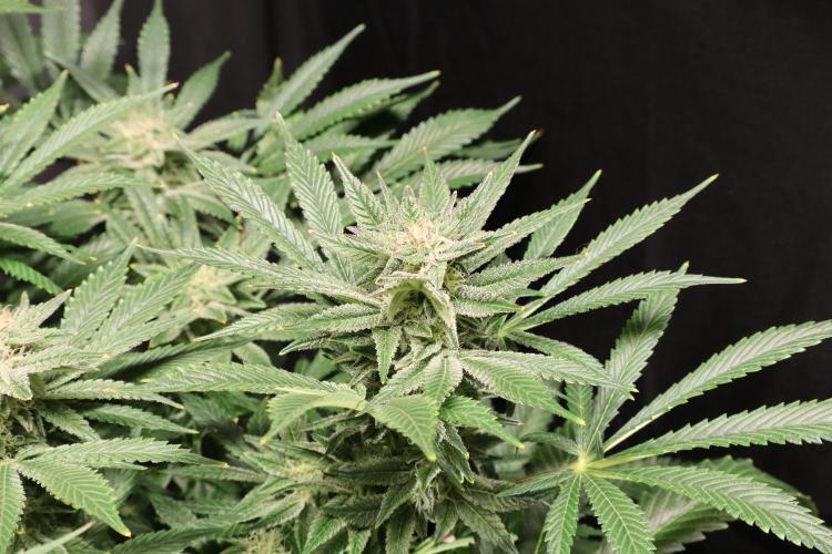 Zamnesia Black Diamond Auto. Week 16