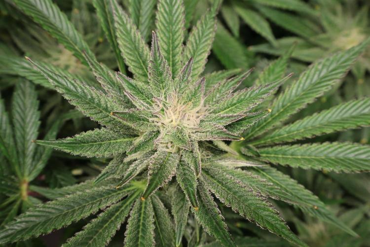 Zamnesia Black Diamond Auto. Week 16