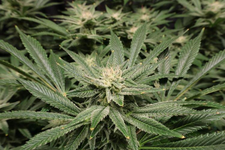 Zamnesia Black Diamond Auto. Week 16