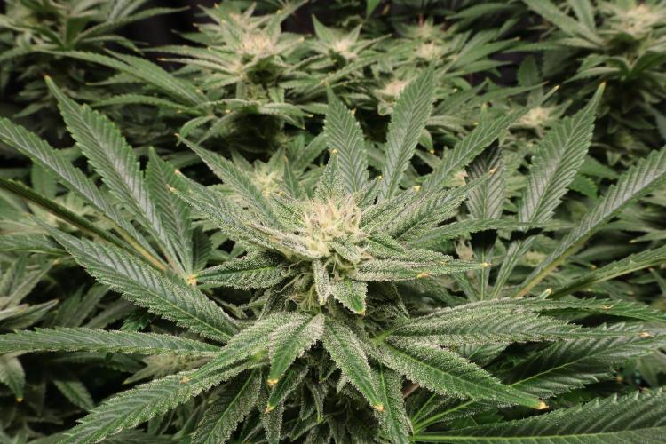 Zamnesia Black Diamond Auto. Week 16