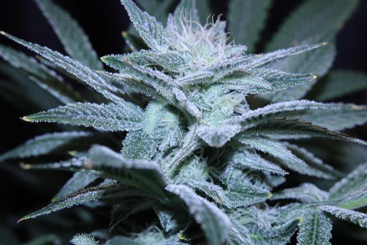 Zamnesia Black Diamond Auto. Week 16