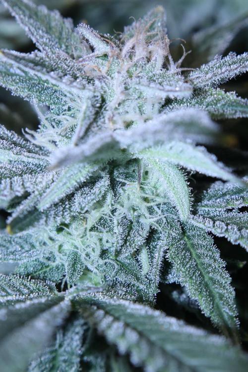 Black Diamond Automatic. Week 16