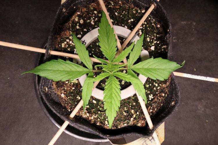 Hindu Kush Zamnesia. Week 3