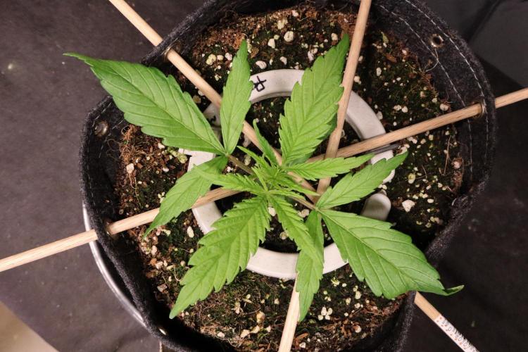 Hindu Kush Zamnesia. Week 3