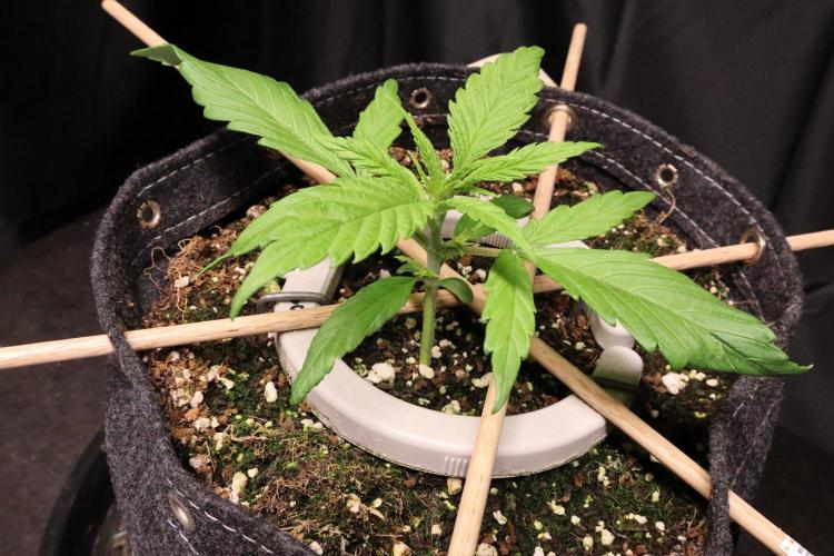 Hindu Kush Zamnesia. Week 3