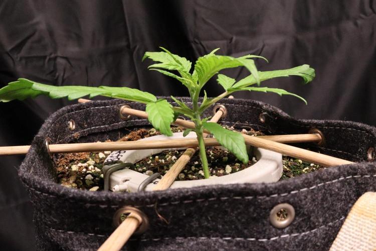 Hindu Kush Zamnesia. Week 3