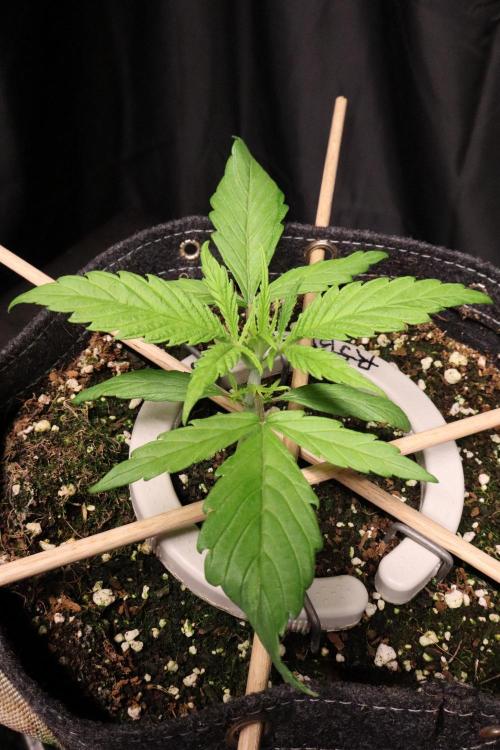 Hindu Kush Zamnesia. Week 3