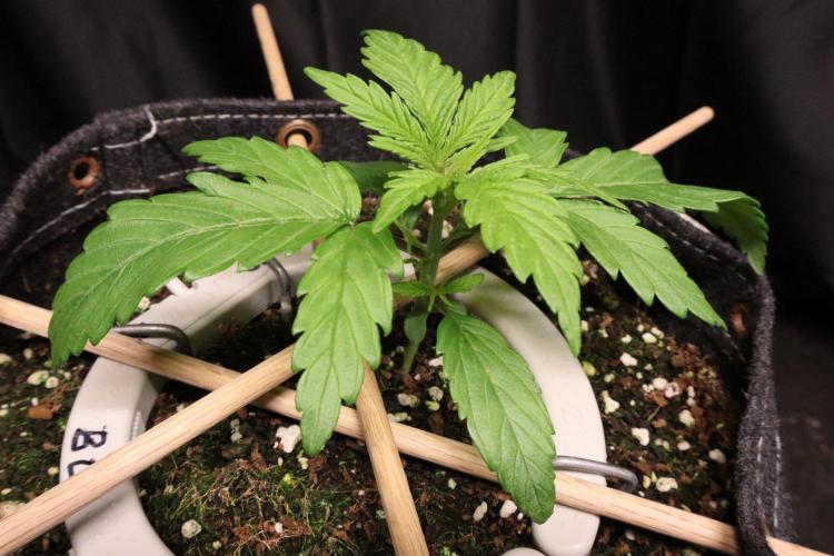 Green Goblin. Week 3