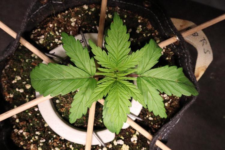 Green Goblin. Week 3