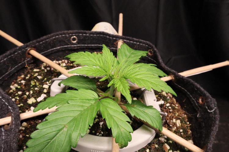 Green Goblin. Week 3
