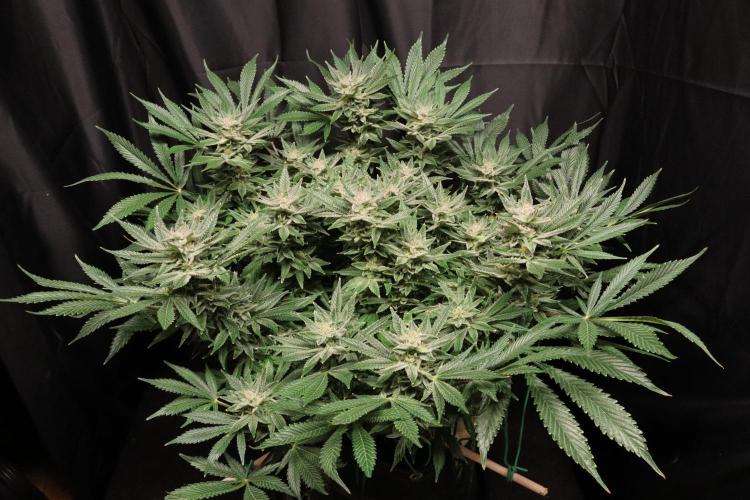 Zamnesia Black Diamond Auto. Week 17