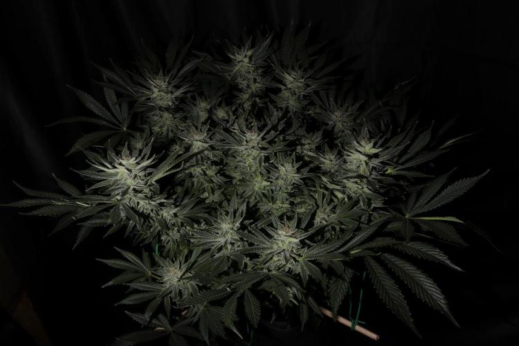 Zamnesia Black Diamond Auto. Week 17