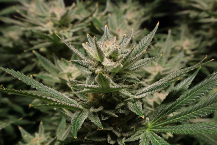 Zamnesia Black Diamond Auto. Week 17