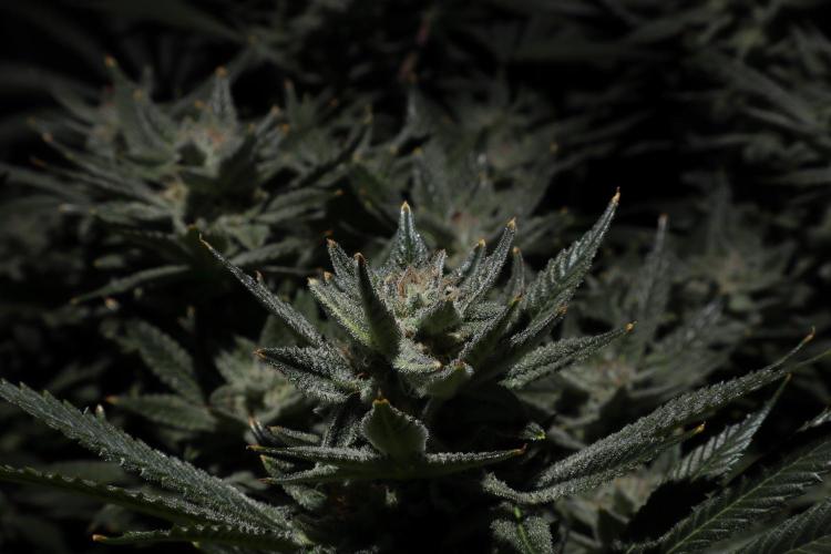 Zamnesia Black Diamond Auto. Week 17