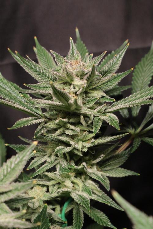 Zamnesia Black Diamond Auto. Week 17