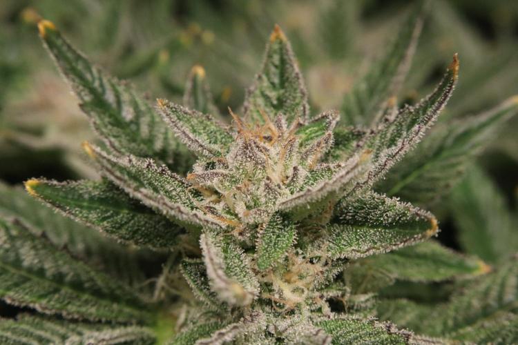 Zamnesia Black Diamond Auto. Week 17