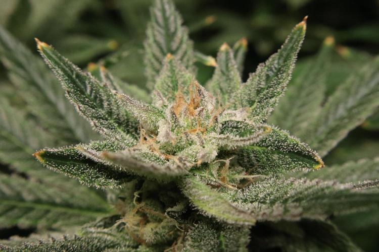 Black Diamond Automatic. Week 17
