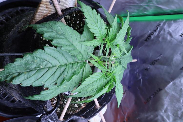 Green Goblin. Week 4