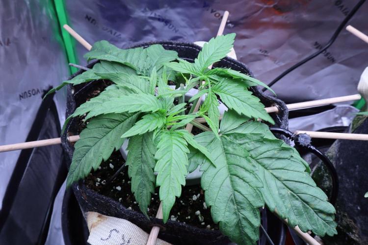 Green Goblin. Week 4