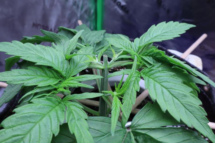 Green Goblin. Week 4