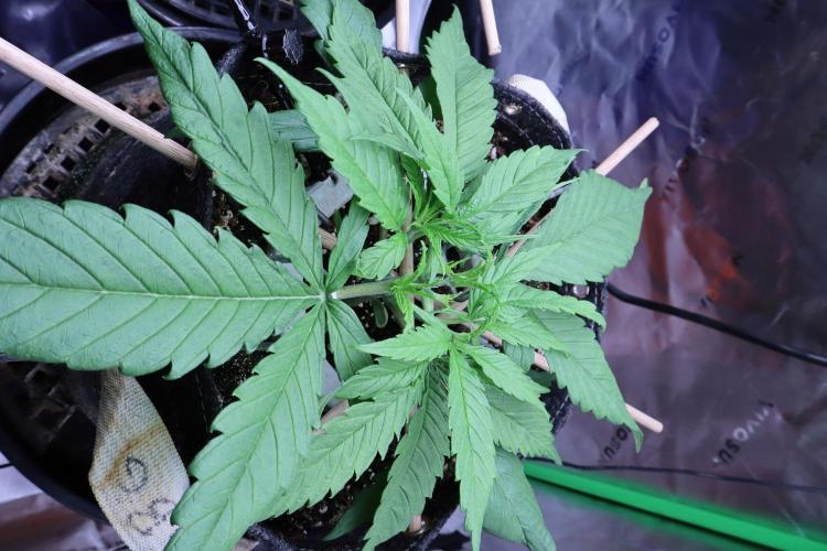 Hindu Kush Zamnesia. Week 4
