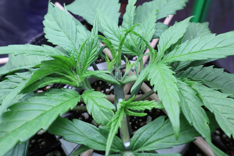 Hindu Kush Zamnesia. Week 4