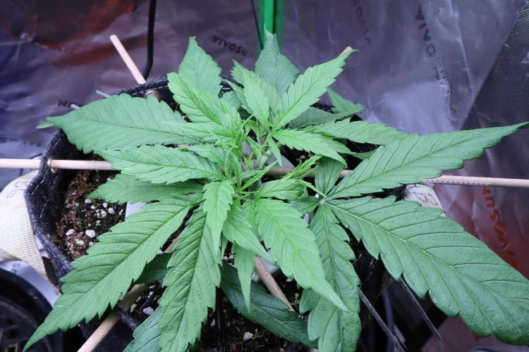 Hindu Kush Zamnesia. Week 4