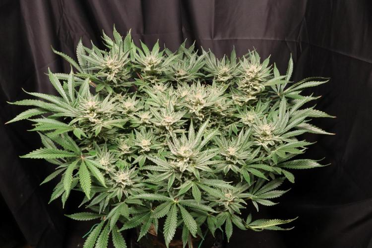 Zamnesia Black Diamond Auto. Week 18