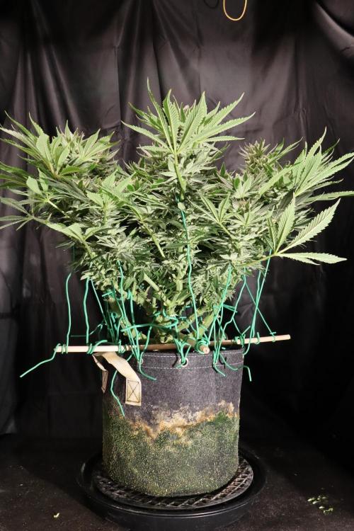 Zamnesia Black Diamond Auto. Week 18